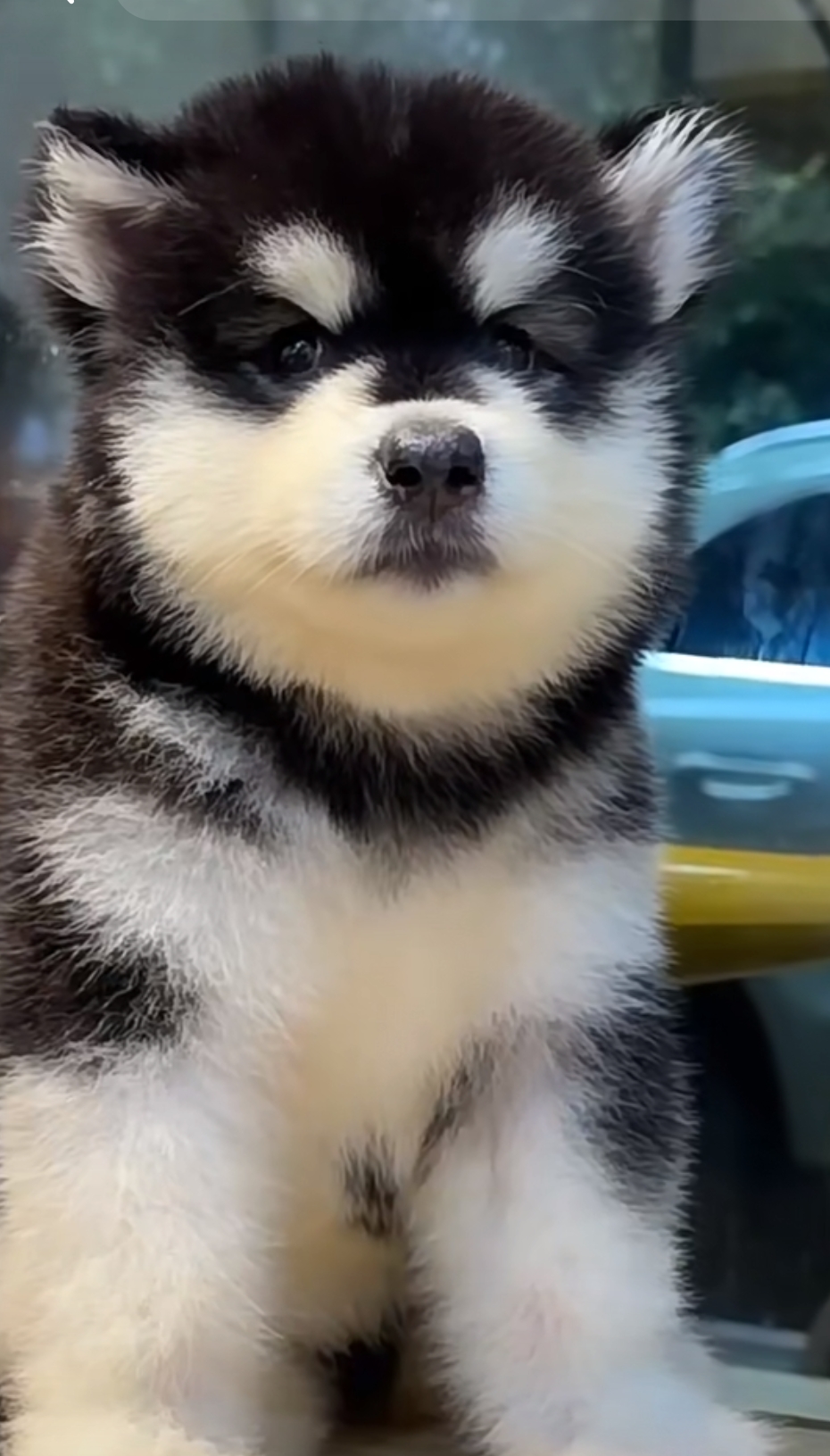 可爱，忠诚，聪明，有向导性，陪伴犬，